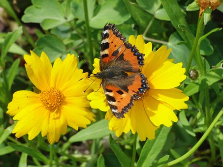Liten Fox, Aglais Urticae, Blomst