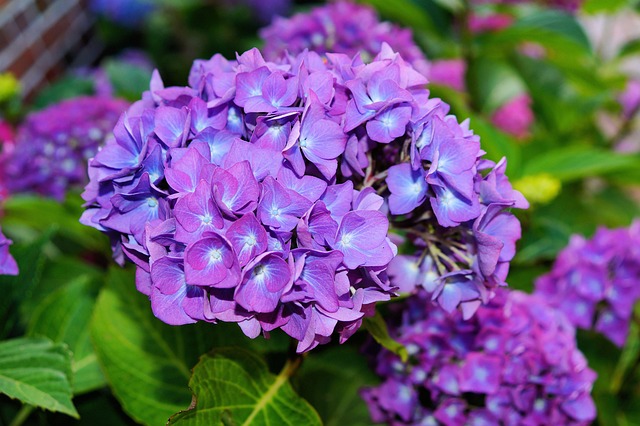 Hortensia, Natur, Blomster, Lilla
