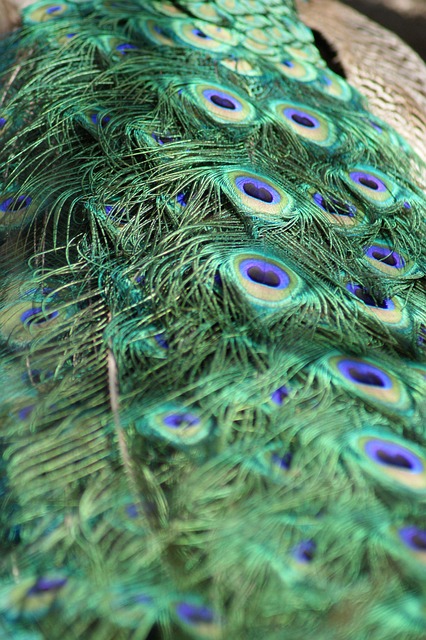 Free Peacock Feathers photo and picture