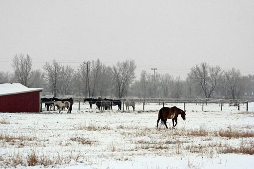 Free Horse Ranch photo and picture