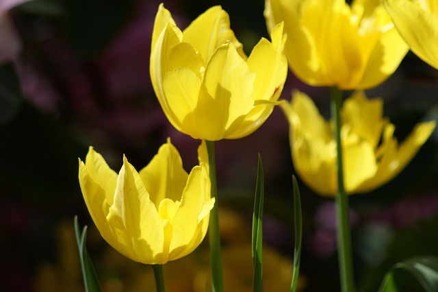 Free Tulip Yellow photo and picture