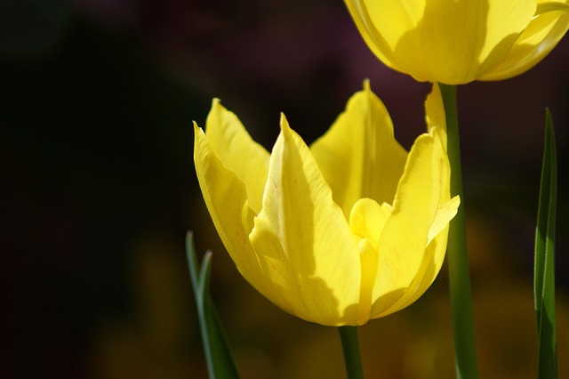 Free Tulip Yellow photo and picture