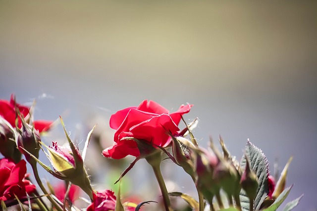 Free Roses Red photo and picture