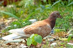 pigeon, dove, bird