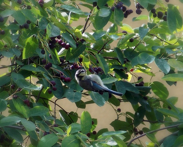 Free Blue Tit Bird photo and picture