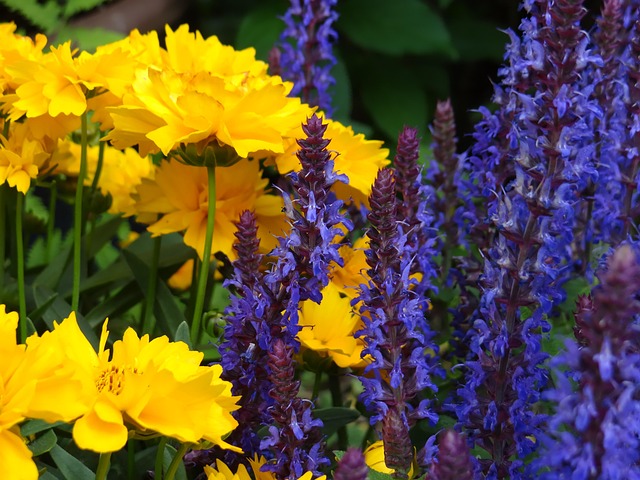 Free Blossoms Yellow photo and picture
