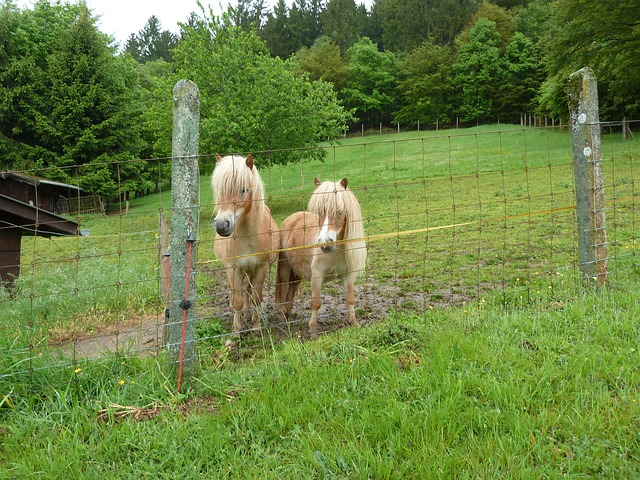 Free Pony Shettie photo and picture