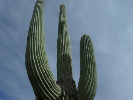 Free Cactus Tall photo and picture