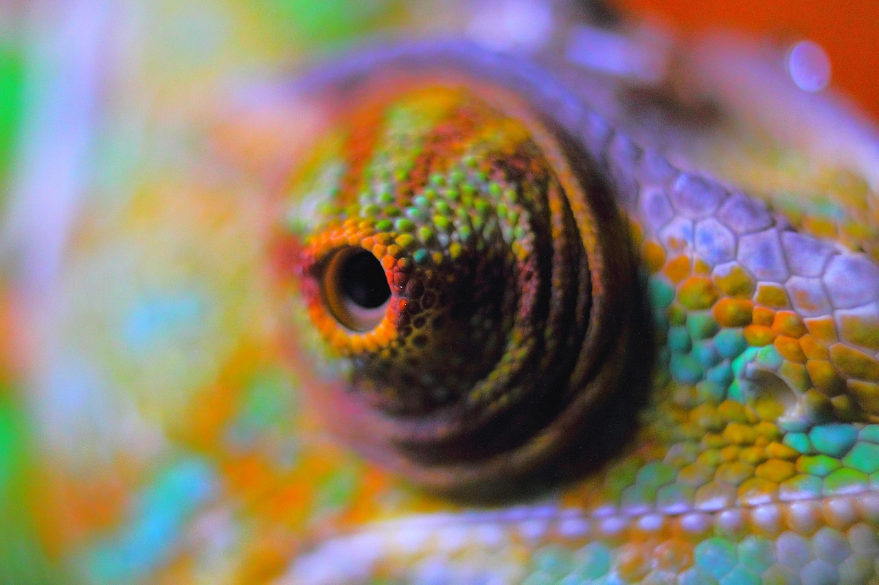Chameleon Abstract - free online jigsaw puzzle photo