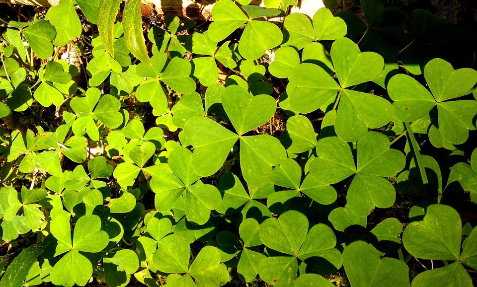 Shamrock Green Irish · Free photo on Pixabay