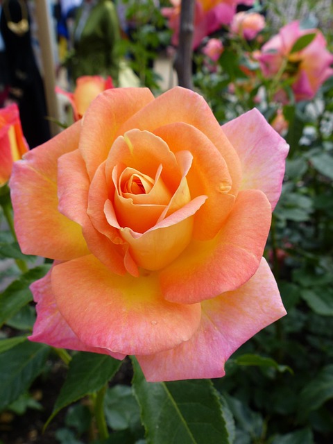 Free Rose Salmon photo and picture