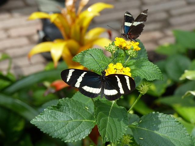 Free Butterfly Black-And-White photo and picture