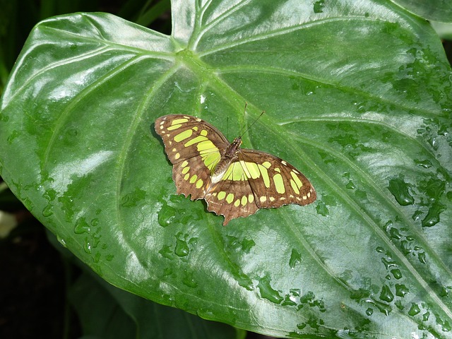 Free Malachite Butterfly Butterfly photo and picture
