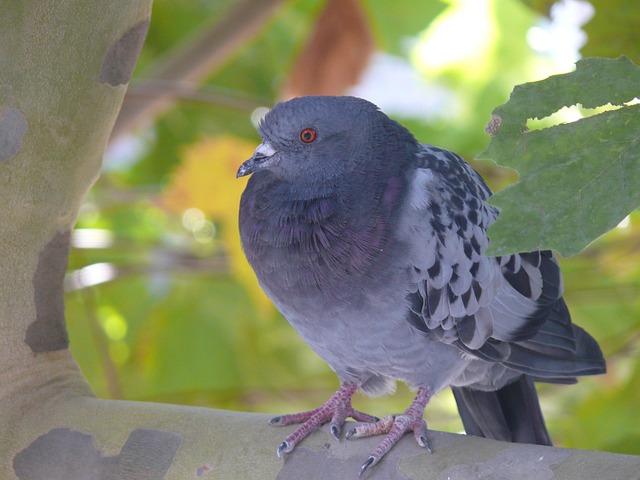 Paloma, Pájaro, Aves, Animal, Naturaleza