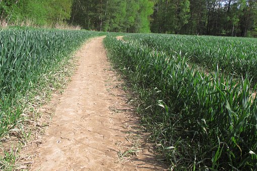 Free Field Dirt Road photo and picture