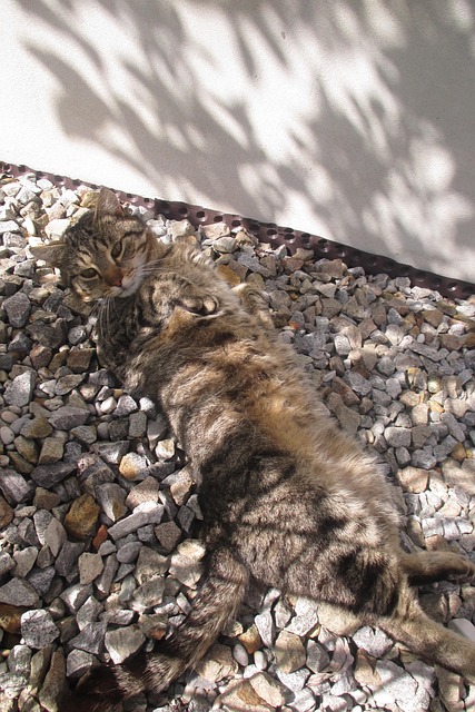 Free Cat Rest photo and picture