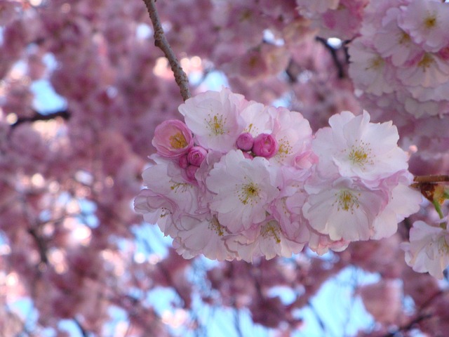 Free Cherry Blossom Pink photo and picture