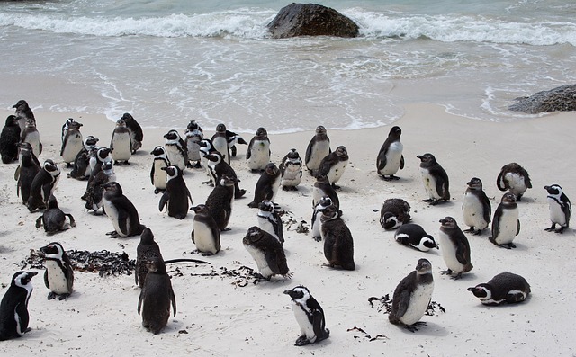 Penguin Banded Spheniscus Free photo on Pixabay