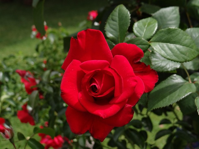 Free Rose Rose Blossom photo and picture