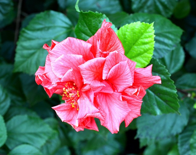 Free Plant Flower photo and picture