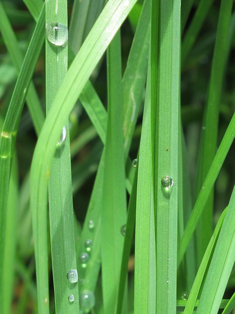 Free Drops Lawn photo and picture