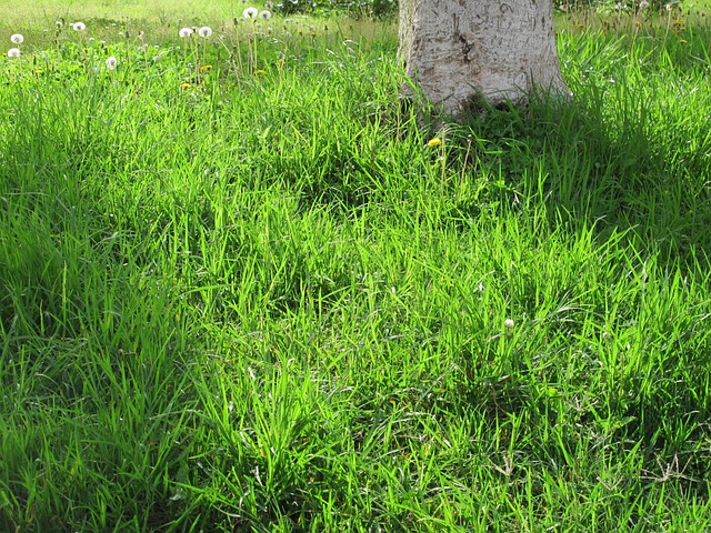 Free Tree Lawn photo and picture