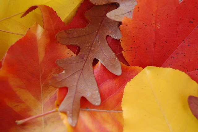 Blätter, Herbst, Ahorn, Eichel