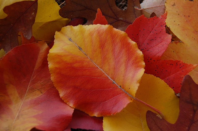 Blätter, Herbst, Natur, Rot, Orange