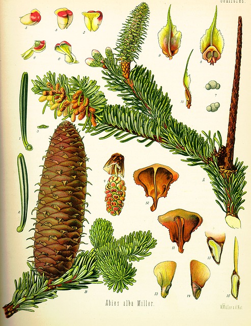 Free Fir Pineapple Nature illustration and picture