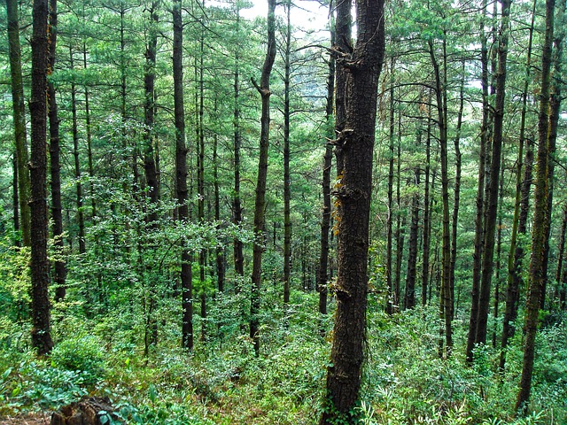 Free Forest Nature photo and picture