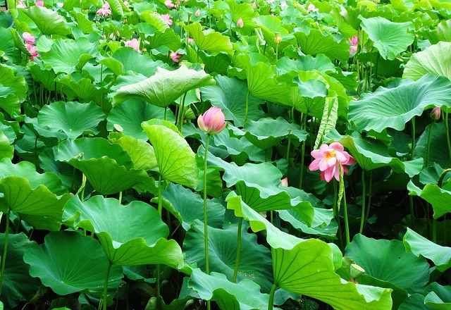 Free Lotus Leaf photo and picture