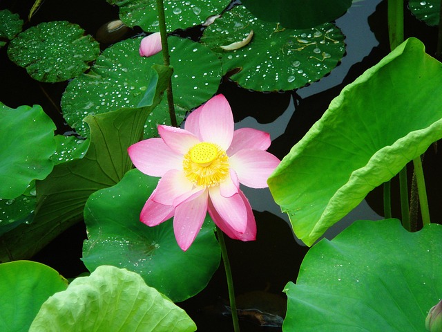 Free Lotus Leaf photo and picture