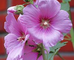 stock rose, baby rose, alcea rosea