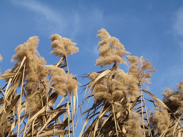 Free Pedunculate Flower Miscanthus photo and picture