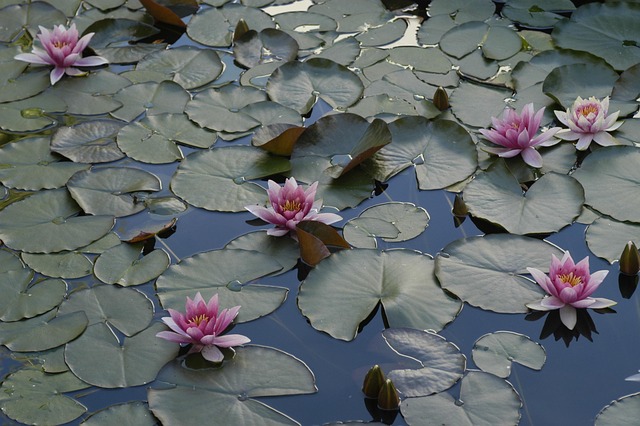 Free Water Lily Pond photo and picture