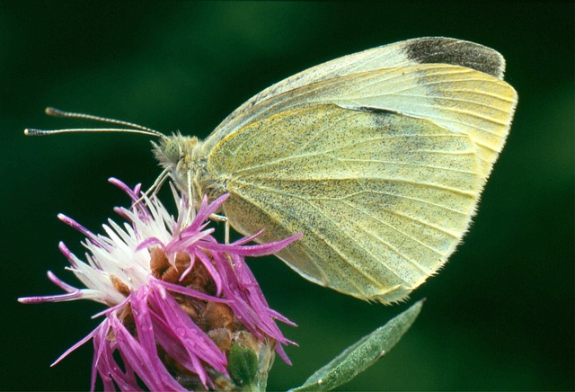 Free White Butterfly photo and picture