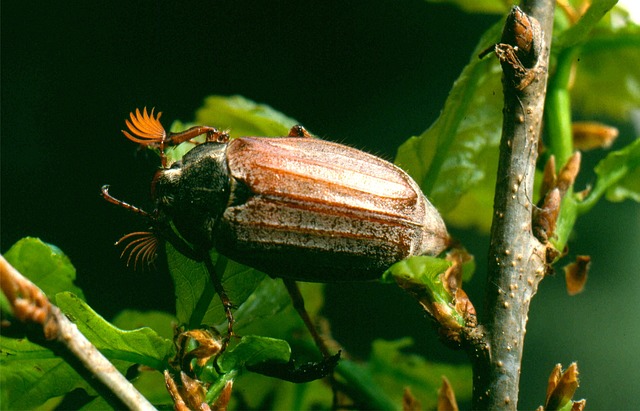 Free Cockchafer Beetle photo and picture