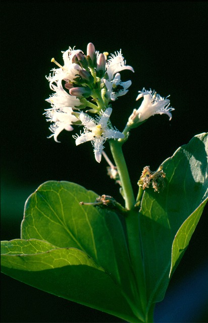 Free Bitter Clover Flower photo and picture
