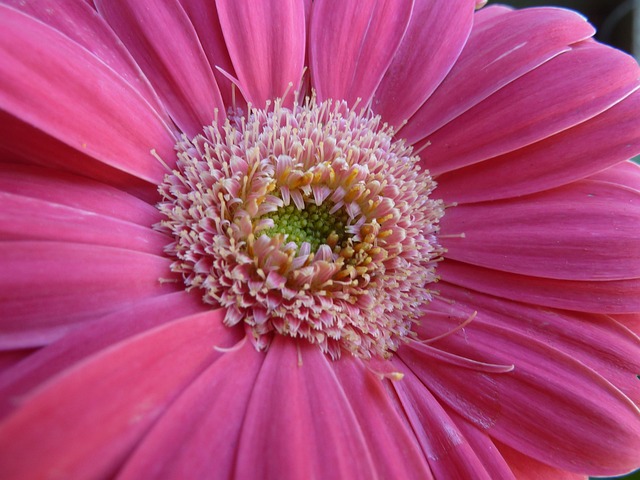 Gerbera, Gänseblümchen, Rosa, Blume