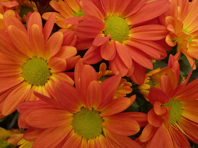 Gänseblümchen, Blumen, Orange