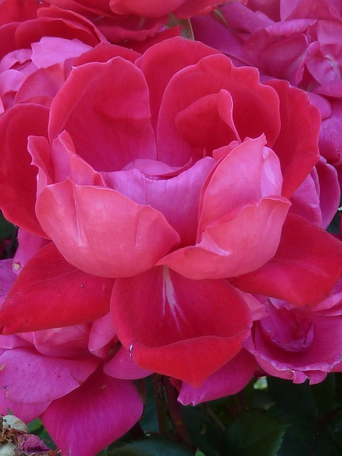 Blume, Rose, Rosa, Pinke Rose