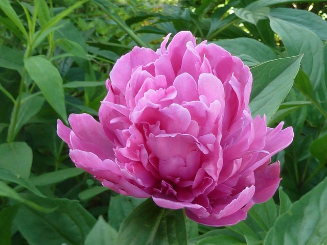 Pfingstrose, Rosa, Blume