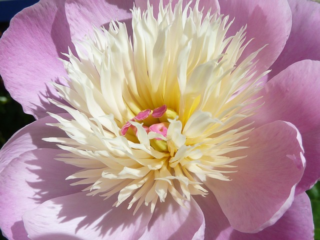 Blume, Blüte, Feder, Lila