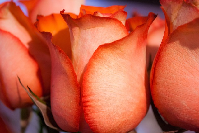 Free Rose Flower photo and picture