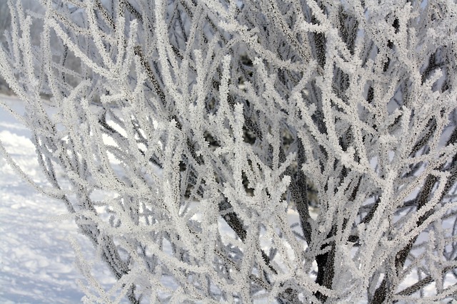 Free Tree Winter photo and picture