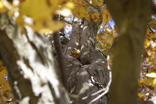 Free Squirrel Tree photo and picture