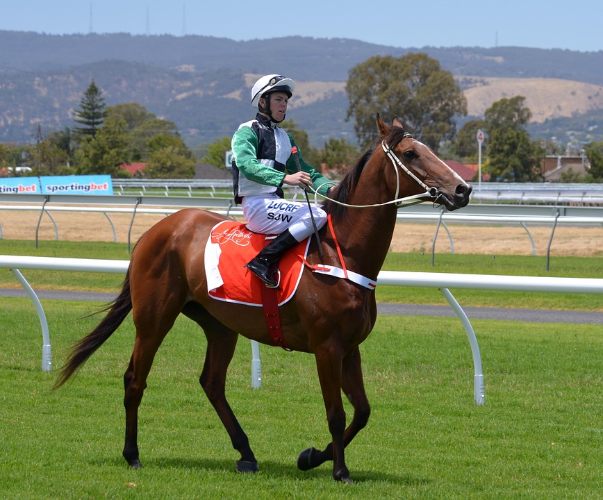 Horses Racing Jockey Free photo on Pixabay Pixabay