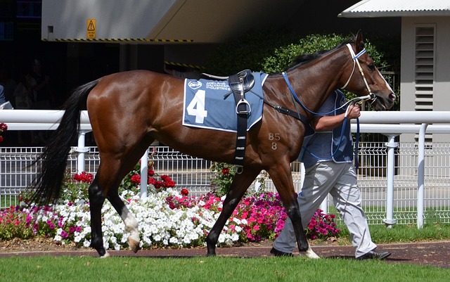 Free Hors Jockey photo and picture