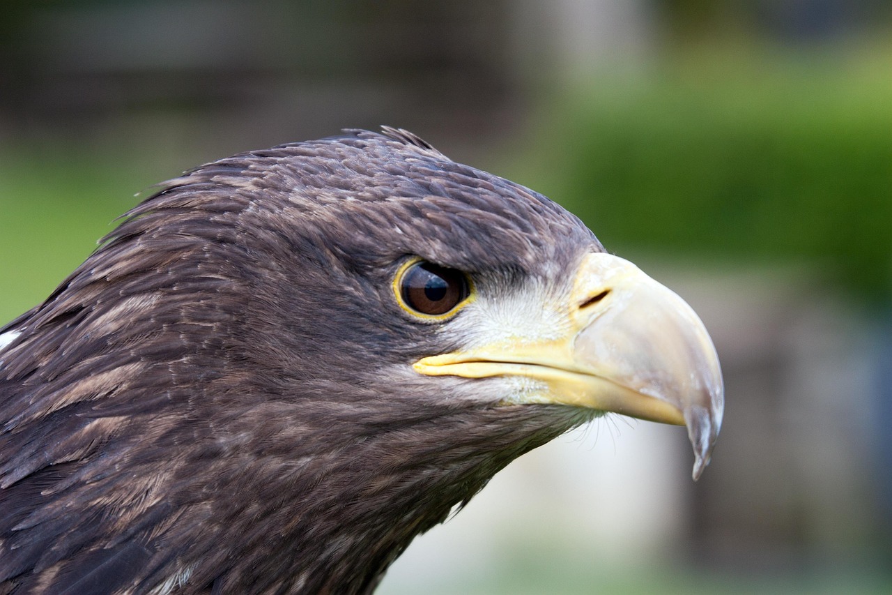 Predeter Bird Bird Of Prey Predator Wildlife - Free photo on Pixabay - Pixabay