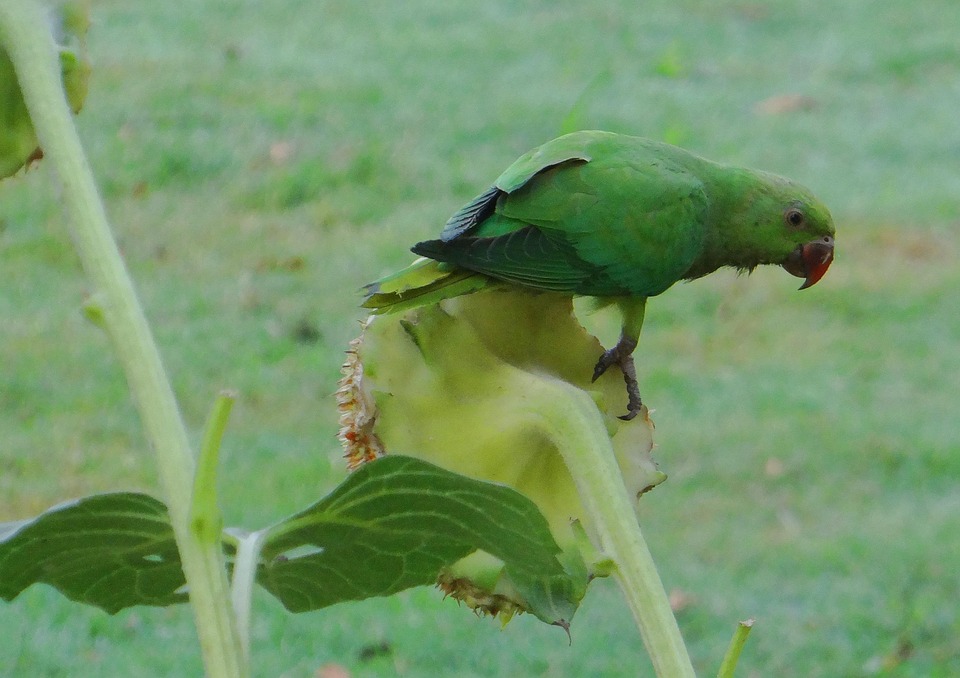rose-ringed-parakeet-psittacula-free-photo-on-pixabay-pixabay